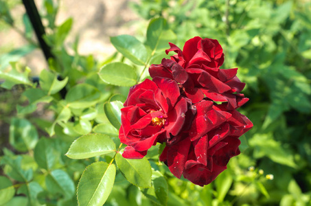 玫瑰 花束 花瓣 春天 开花 浪漫 盛开 美女 夏天 植物