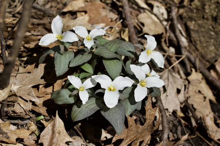 明尼苏达州 春天 野花 纹理 森林 前进 花儿 植物学 特写镜头