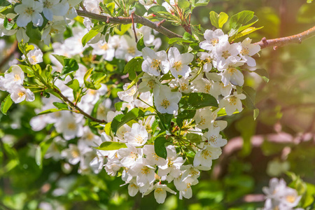 农业 开花 春天 生长 日落 自然 阳光 植物 夏天 特写镜头