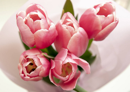 情人 植物 复活节 春天 玫瑰 礼物 开花 浪漫的 婚礼