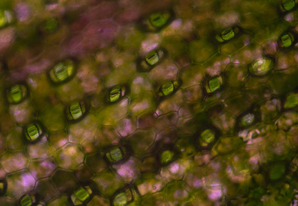 植物学 显微镜检查 植物 实验 生物学 生物技术 纹理 皮肤