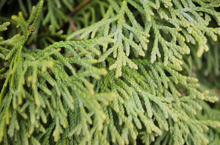 分支 松木 植物 木材 森林 灌木 纹理 植物学 季节 环境