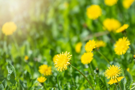 国家 花的 植物 夏天 草坪 领域 植物区系 场景 自然