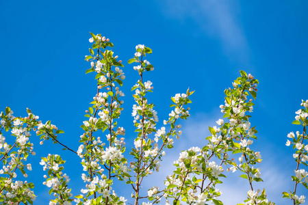 生长 花瓣 细枝 栽培 苹果 农业 时间 植物 树叶 天空