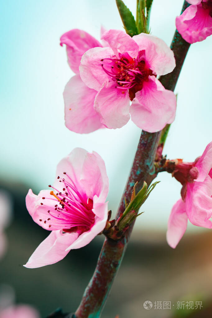 桃树春天开着粉红色的花春暖花开抽象背景横幅选择性聚焦
