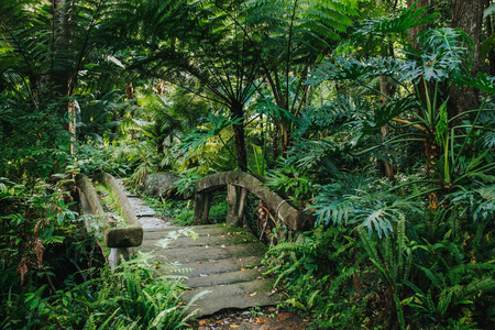 雨林 瀑布 春天 树叶 流动 夏天 植物 丛林 郁郁葱葱