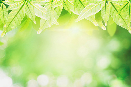 变模糊 花园 夏天 生态学 阳光 太阳 绿色植物 射线 郁郁葱葱