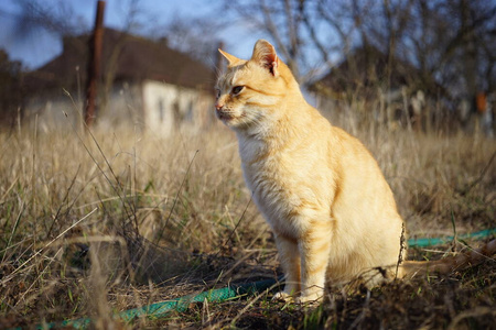 打猎 毛皮 生姜 秋天 小猫 络腮胡子 坐着 夏天 可爱的