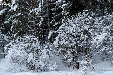 森林 林地 神秘的 白霜 雪花 风景 精彩的 明信片 冒险