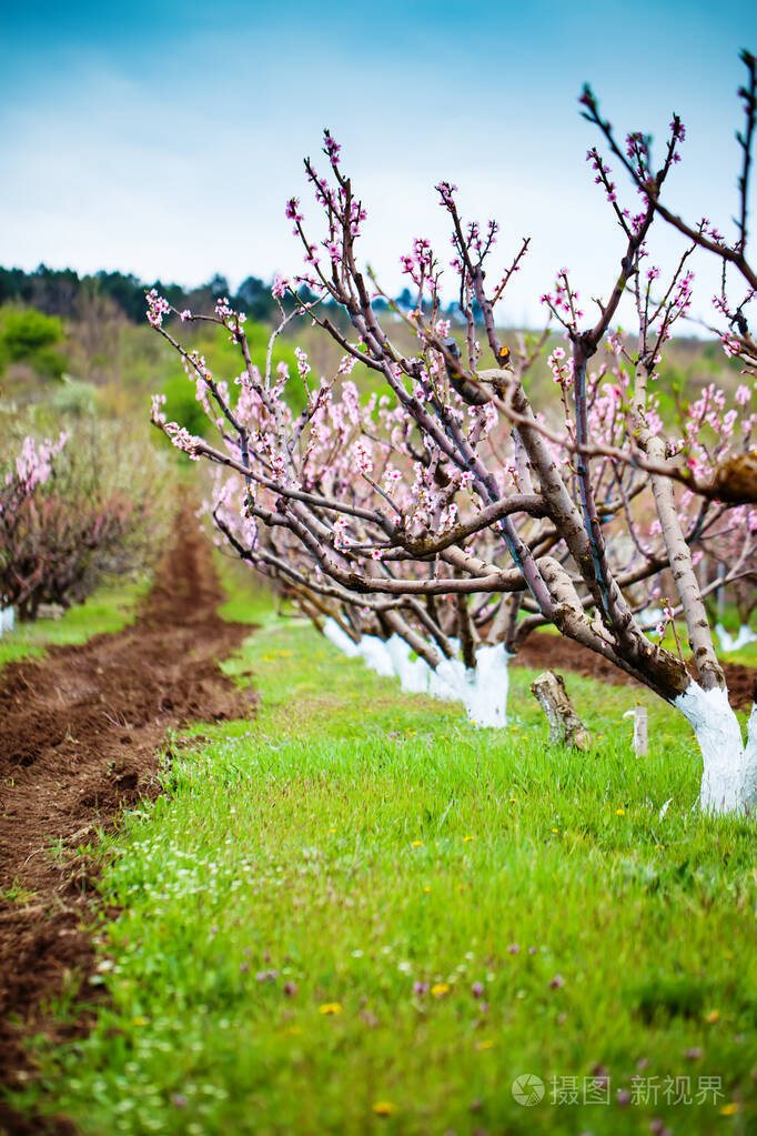 桃树春天开着粉红色的花春暖花开抽象背景横幅选择性聚焦