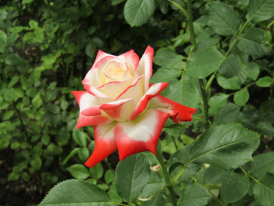 颜色 开花 玫瑰 花园 夏天 自然 美女 春天 花的 粉红色