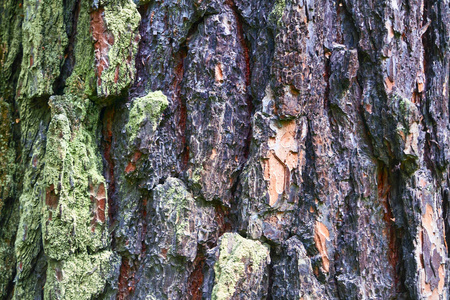 橡树 木材 苔藓 夏天 公园 分支 颜色 古老的 树皮 春天