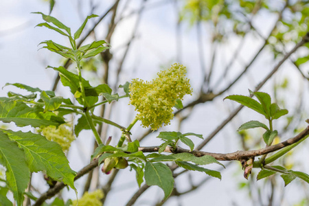 美丽的 外部 接骨木花 水果 医学 开花 草药 接骨木 植物