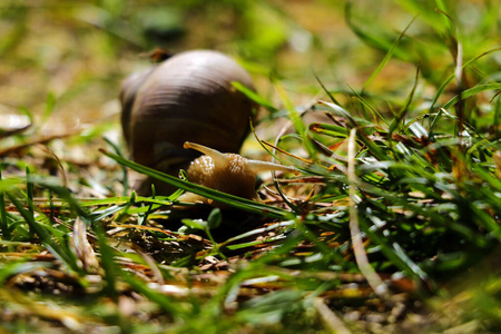 蜗牛 夏天 野生动物 食物 自然 森林 季节 植物 土地