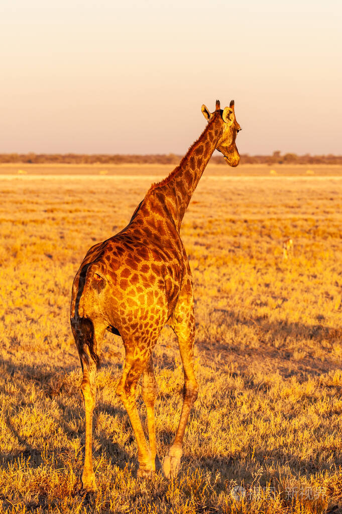 夕阳下伊托沙平原上的一只长颈鹿