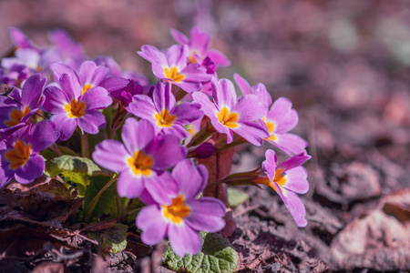 紫色 植物区系 美女 花园 开花 多年生植物 盛开 报春花