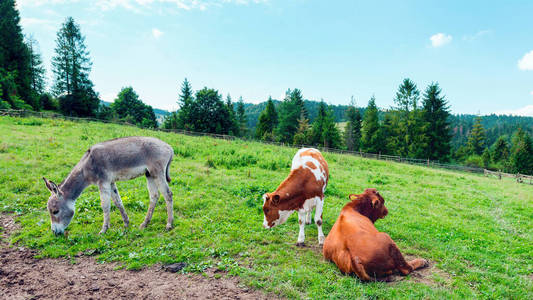 挤奶 牲畜 草地 牧场 站立 领域 村庄 农业 放牧 农场