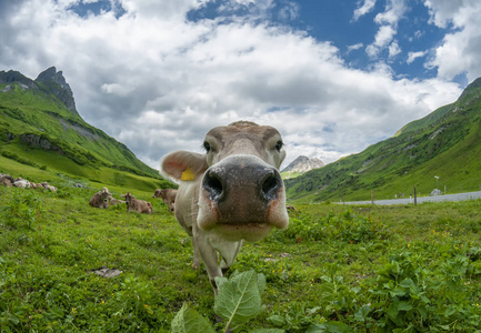 牛奶 动物 自然 瑞士人 特写镜头 农业 国家 传统 草地