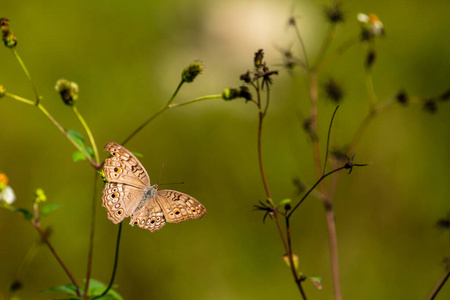 美丽的 动物 昆虫 春天 自然 植物 越南 夏天 蝴蝶 花园