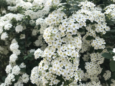 美女 夏天 灌木 植物区系 盛开 植物 花园 特写镜头 开花