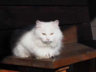 小猫 猫科动物 眼睛 毛皮 美丽的 动物 哺乳动物 可爱的