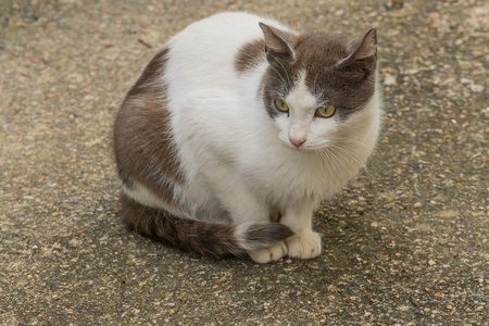 眼睛 自然 哺乳动物 肖像 动物 斑猫 美丽的 基蒂 猫科动物