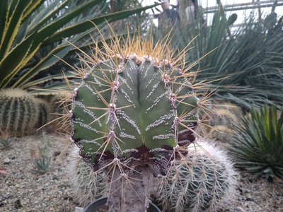 沙漠 颜色 生长 花园 植物 美丽的 植物学 仙人掌 特写镜头