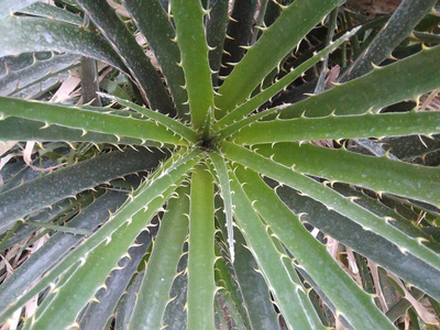 植物区系 春天 特写镜头 花园 植物 植物学 树叶 自然