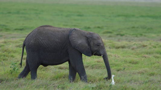 非洲 大象 自然 栖息地 稀树草原 储备 动物园 游猎 兽群