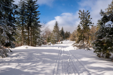 天空 森林 斯洛伐克 旅行 风景 冬天 季节 自然 寒冷的
