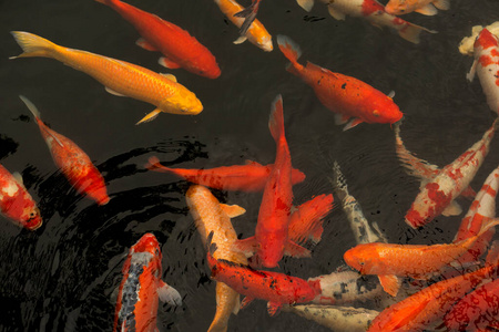 红鲤鱼鱼红鲤鱼鱼五颜六色的锦鲤鱼吃手橙和黑红鲤鱼鱼红鲤鱼在水中