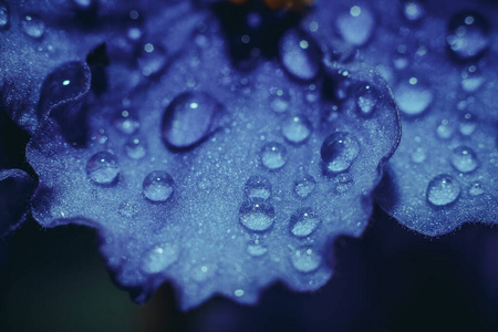 颜色 特写镜头 美丽的 雨滴 夏天 液体 潮湿 液滴 露水