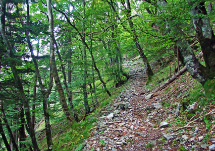 假期 冒险 旅行 树叶 行走 荒野 自由 运动 攀登 自然