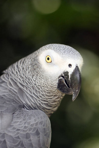 灰鹦鹉 可爱的 动物 羽毛 分支 刚果 颜色 观鸟 鸟类学