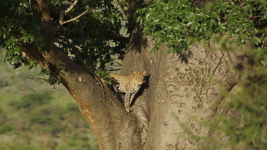 野生动物 非洲 肯尼亚 野兽 吸引力 旅行 游猎 猫科动物