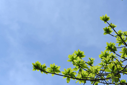 生长 树叶 植物 颜色 环境 阳光 自然 植物区系 美女