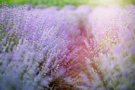 欧洲 紫罗兰 美丽的 植物 日落 薰衣草 夏天 普罗旺斯