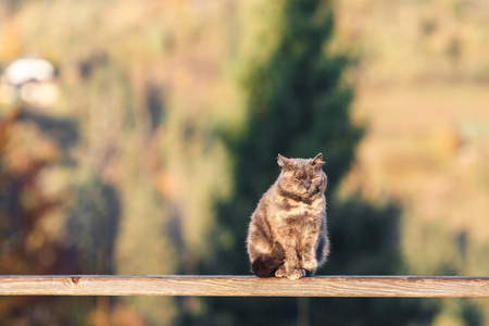 自然 栏杆 肖像 睡觉 猫科动物 温暖的 休息 可爱的 夏天