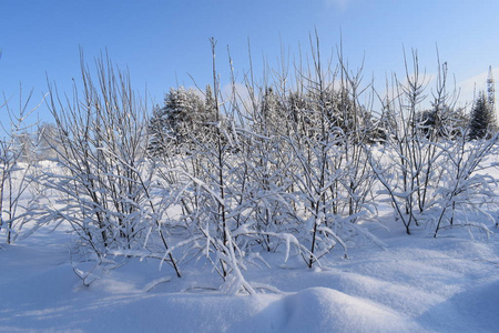 冬天 冷杉 自然 风景 美丽的 圣诞节 季节 松木 寒冷的
