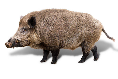荷兰 野猪 国家的 危险的 公园 自然 领导 欧洲 肖像
