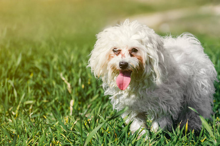 犬科动物 朋友 公园 繁殖 观察 行走 纯种 宠物 自然