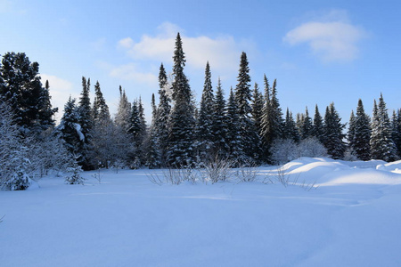 季节 暴风雪 公园 仙境 松木 风景 分支 木材 冷冰冰的