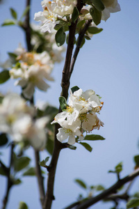 粉红色 天空 季节 水果 盛开 春天 分支 花园