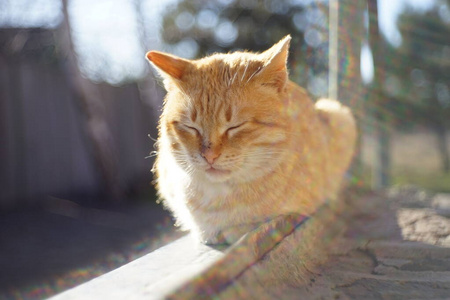 小猫 猎人 可爱的 羊毛 宠物 面对 毛茸茸的 可爱极了