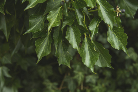 环境 夏天 墙纸 伍迪 园艺 树叶 自然 绿色植物 栅栏