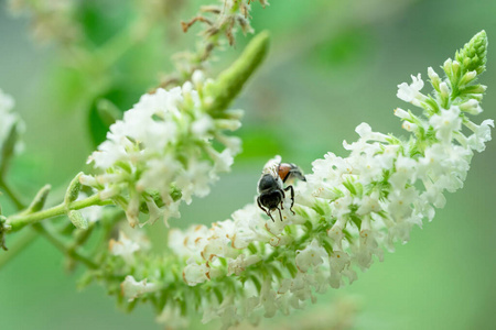 花园 自然 野生动物 昆虫 黛西 领域 蜜蜂 工人 粮食