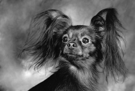肖像 可爱极了 拉塞尔 小狗 繁殖 美丽的 俄语 可爱的