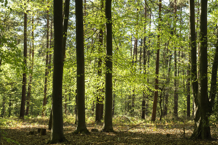 春天 伍兹 自然 环境 森林 林地 行星 保护 山毛榉 季节