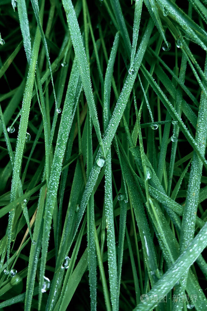 郁郁葱葱的深绿色的草和银色的雨滴照片-正版商用图