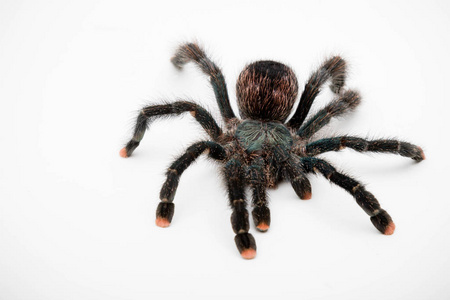 害怕 成人 节肢动物 危险 宠物 昆虫 自然 蜘蛛 生物
